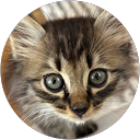 凛ちゃん profile picture